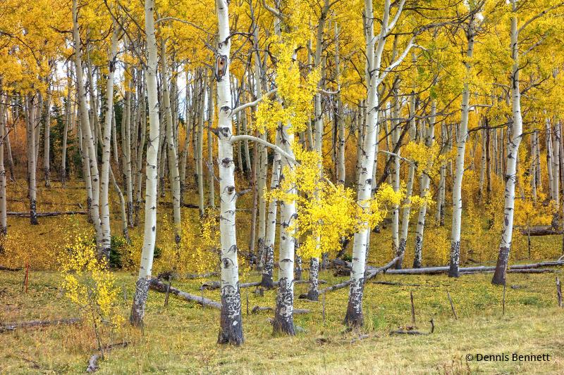 Today’s Photo Of The Day is Aspen Grove by Dennis Bennett. Location: White River National Forest, Colorado. 