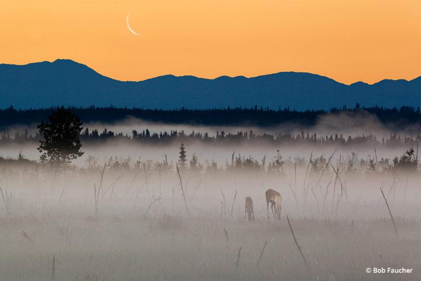 Behind The Shot: Foggy Dawn By Bob Faucher, Kenai National Wildlife Refuge, Alaska