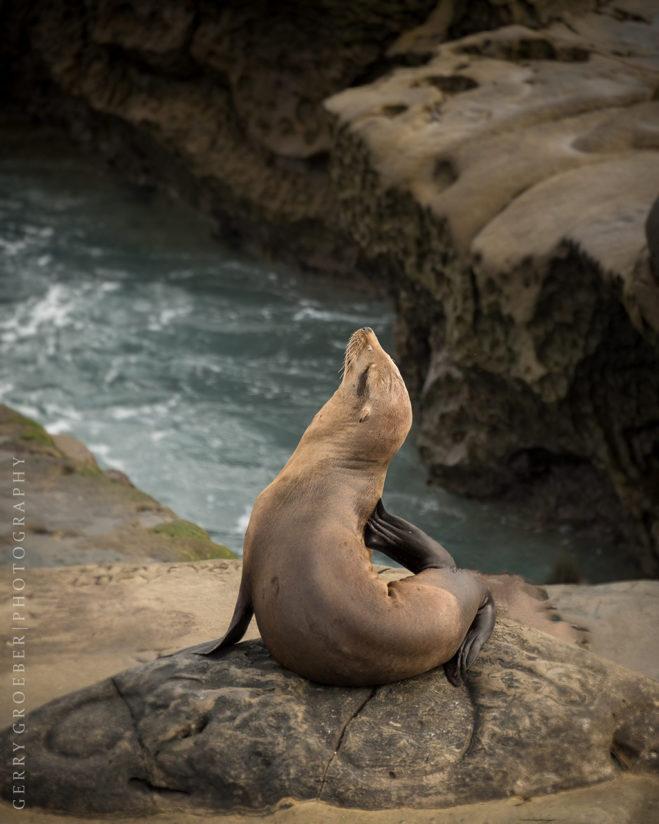 Today’s Photo Of The Day is “Showing Off” by Gerry Groeber. Location: La Jolla Cove, California.