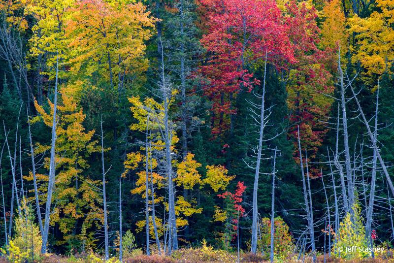 Today’s Photo Of The Day is “Group Of Trees” by Jeff Stasney. Location: Keweenaw Peninsula, Michigan.