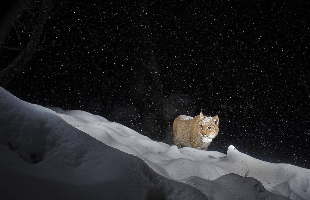 Laurent Geslin will present a program titled, European Lynx: Revealed at the International League of Conservation Photographers' WILDspeak Symposium.
