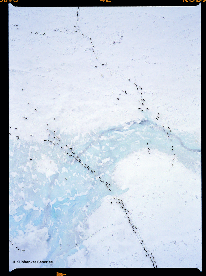Caribou Migration by Subhankar Banerjee