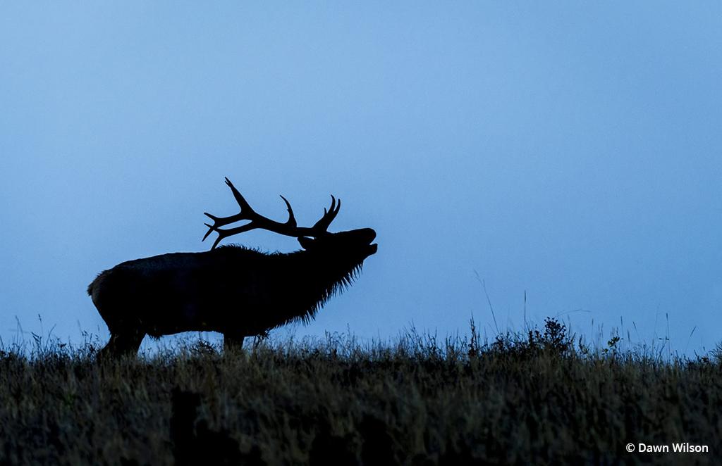 Today’s Photo Of The Day is Elk on a Foggy Morning 2 by Dawn Wilson. Location: Rocky Mountain National Park, Colorado.