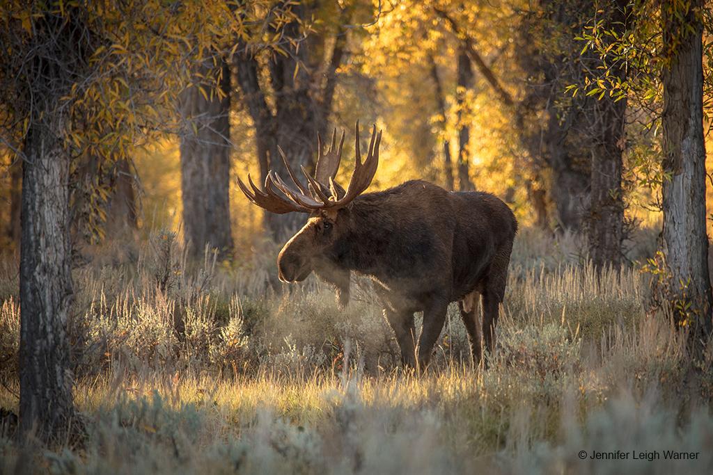 Congratulations to Jennifer Leigh Warner for winning the Fall Wildlife Assignment with her image, “Early Morning Moose”!