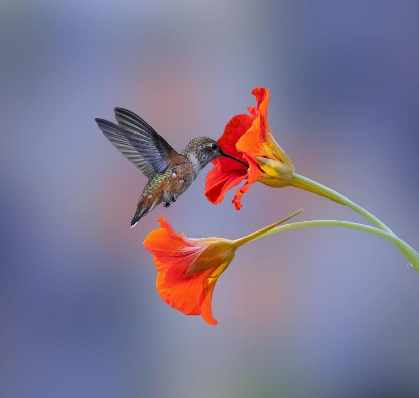 Congratulations to Denis Dessoliers for winning the recent Beautiful Bokeh Assignment with the image, “A Little Bird.”