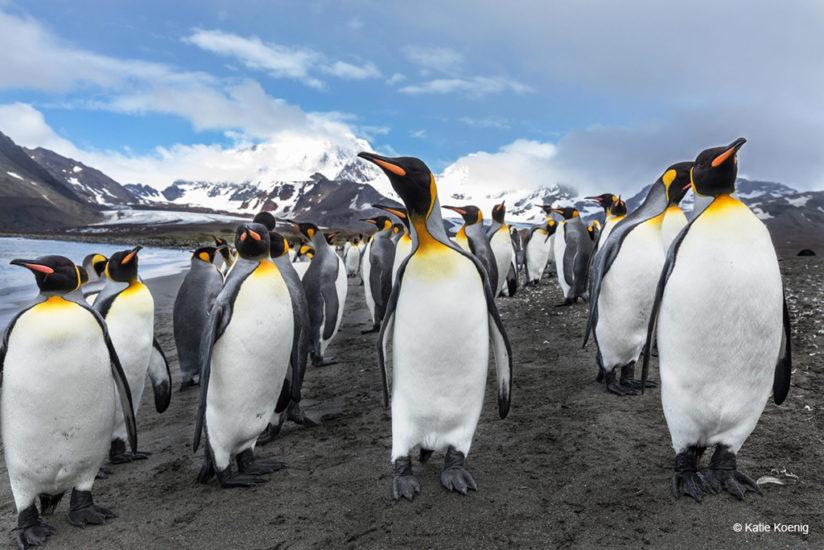 Today’s Photo Of The Day: King Penguins by Katie Koenig. Location: South Georgia.