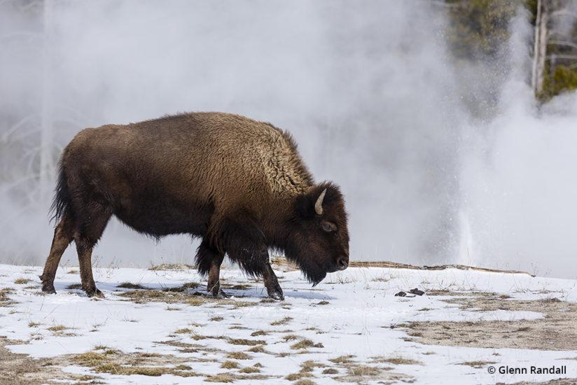 Yellowstone In Winter © Glenn Randall