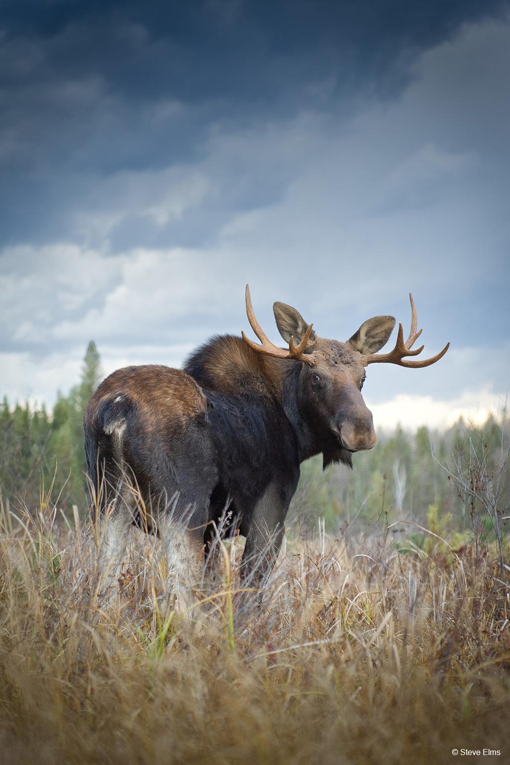 Today’s Photo Of The Day is “Young Bull Moose” by Steve Elms. Location: Algonquin Provincial Park, Ontario, Canada.