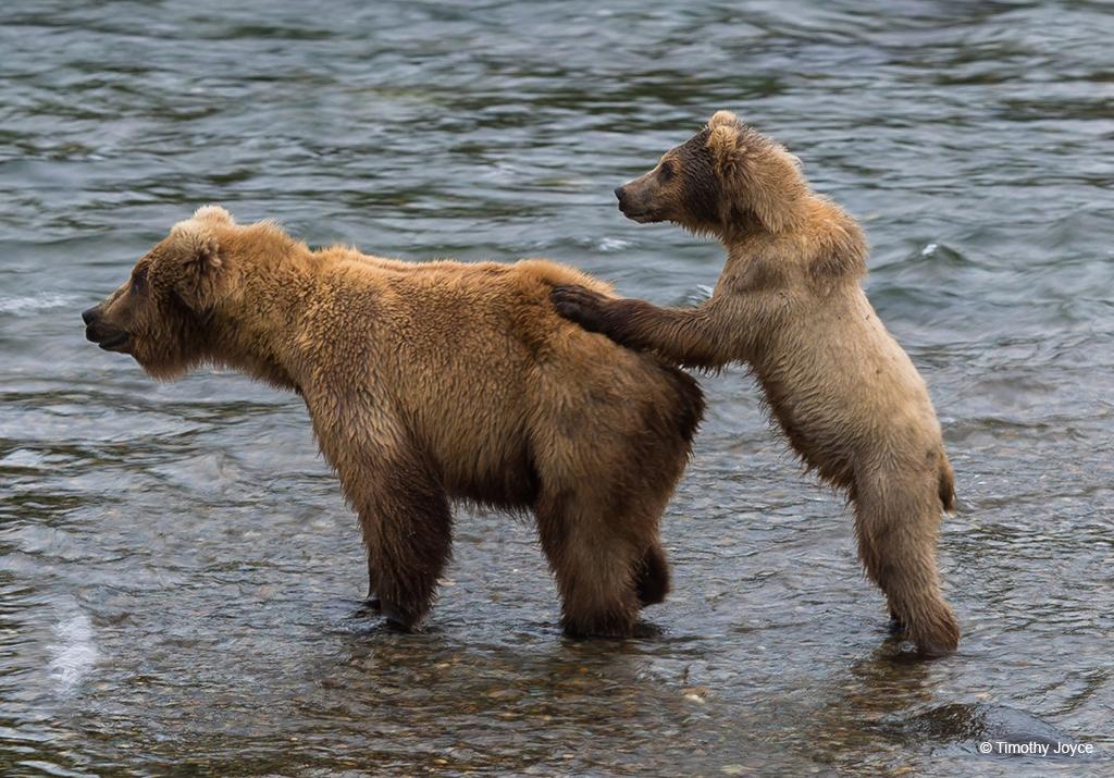 Today’s Photo Of The Day is “Push to the Swimming Hole” by Timothy Joyce. Location: Brooks Falls, Katmai National Park, Alaska. 