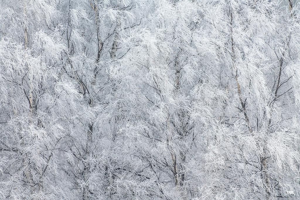 Congratulations to photographer YANK for winning the recent Patterns Of Winter Assignment with the image, “Frosty Dance.”