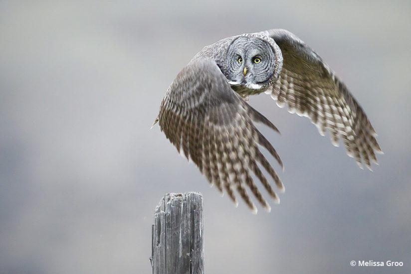 Owl by Melissa Groo
