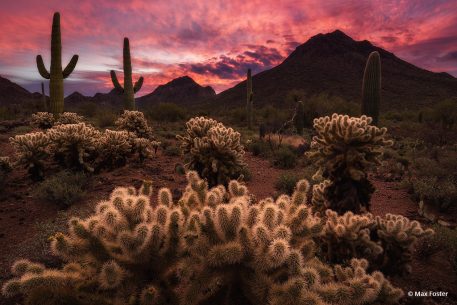 Today’s Photo Of The Day is “Sonoran Sunrise” by Max Foster. Location: Arizona. “A beautiful, vivid sunrise in the Arizona desert,” describes Foster.