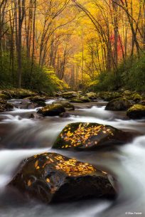 Today’s Photo Of The Day is “Autumn Splendor” by Max Foster. Location: Great Smoky Mountain National Park, North Carolina.