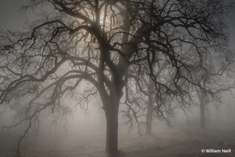 Image of an oak tree in fog.