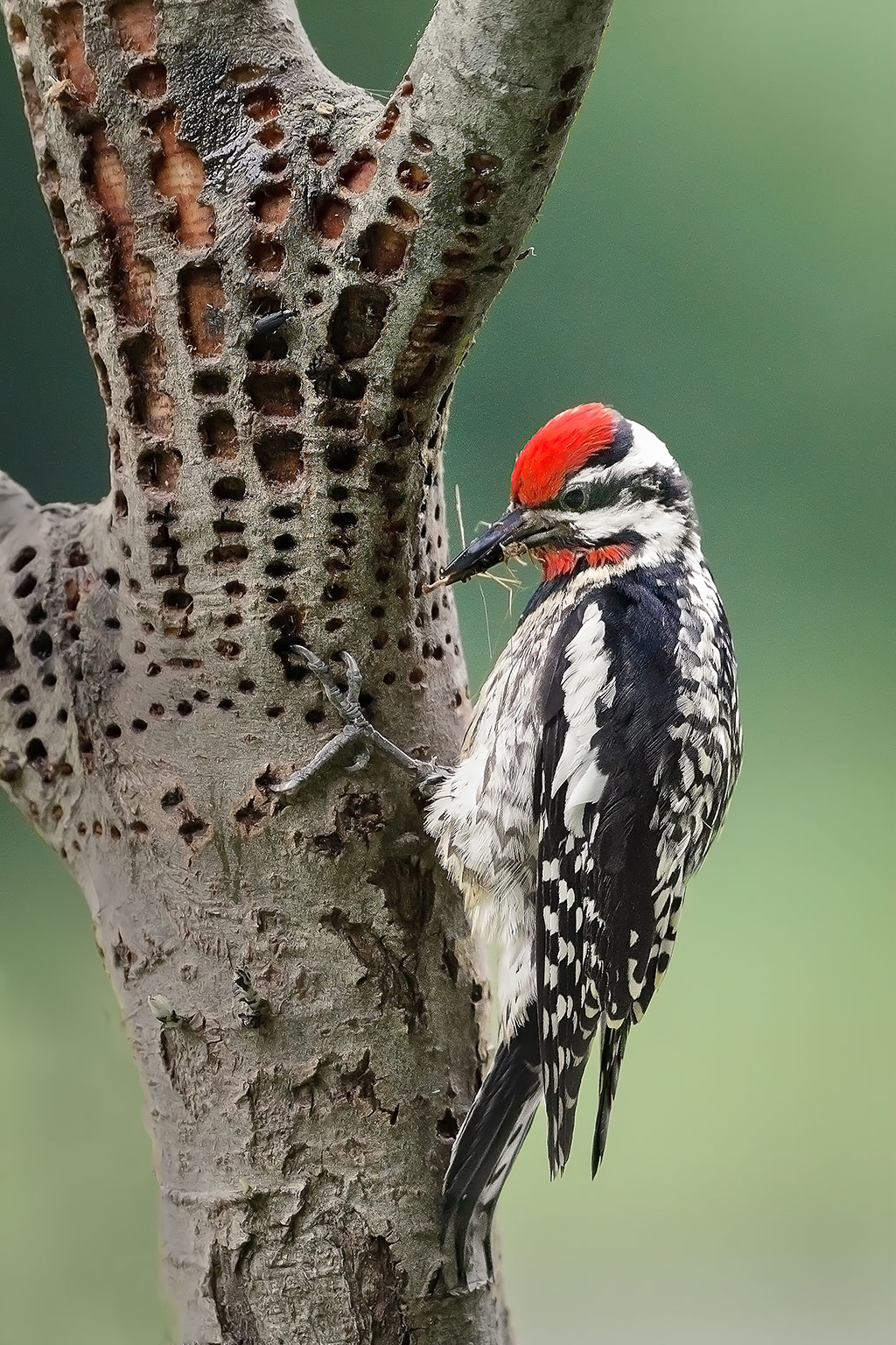 Photo of a Yellow-bellied sapsucker