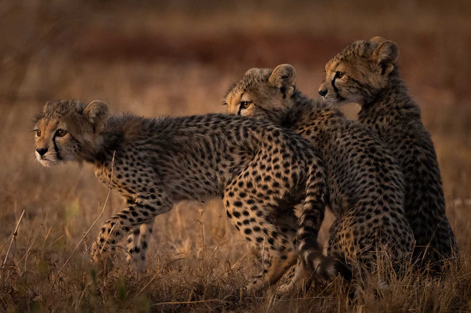 Photo of three cheetahs
