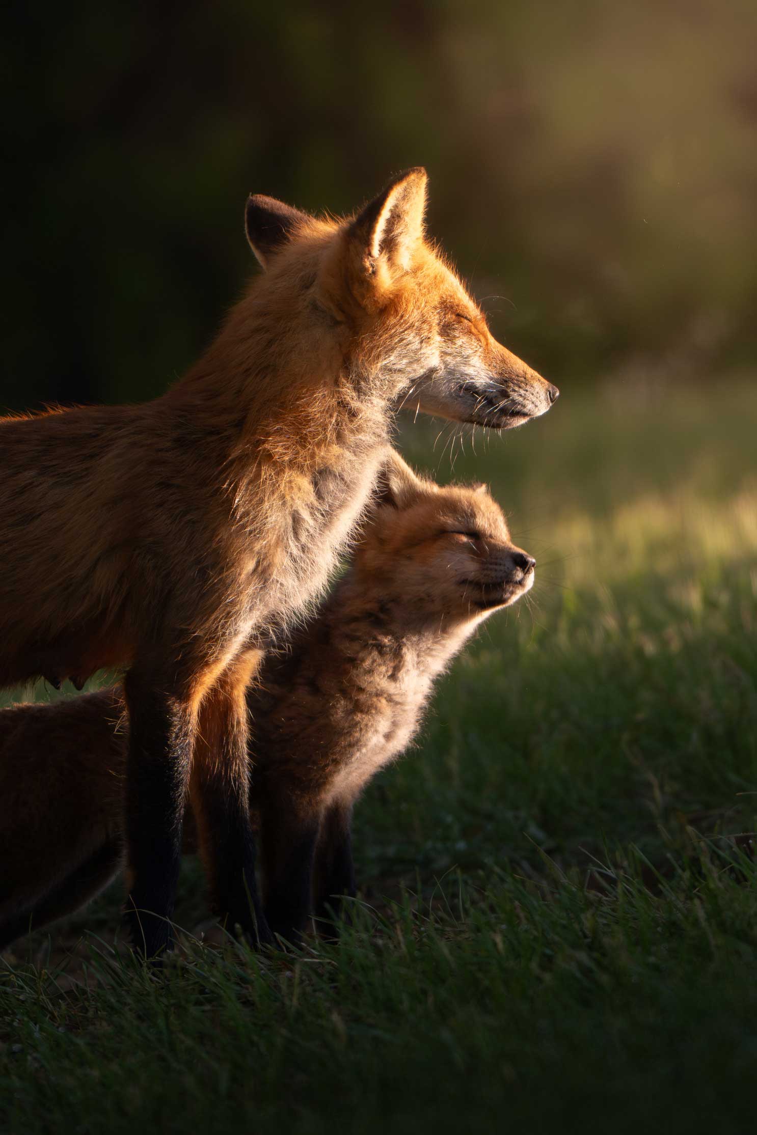 Photo of a mother fox and her kit