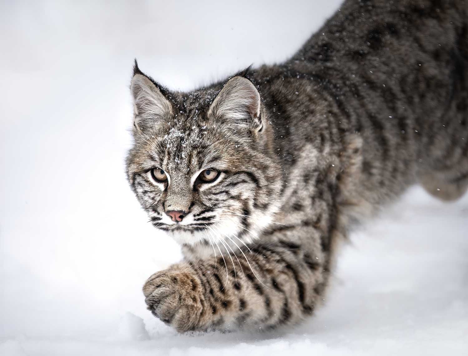 Photo of a juvenile bobcat